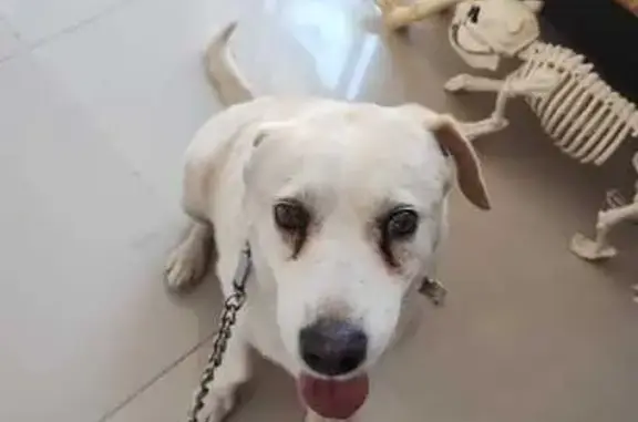 Perro perdido macho, Calle Paloma Hungara, San Juan del Río, San Juan del Río — tiene una pata derecha rota - photo