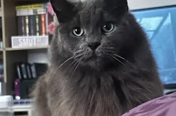 Lost cat, Cosgrove Crescent, Penrith, Saint Marys — grey long-haired female with no top teeth - photo