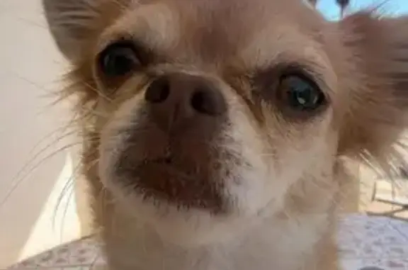 Perro perdido, Palma, Islas Baleares, Palma — chihuahua hembra de 3 años - photo