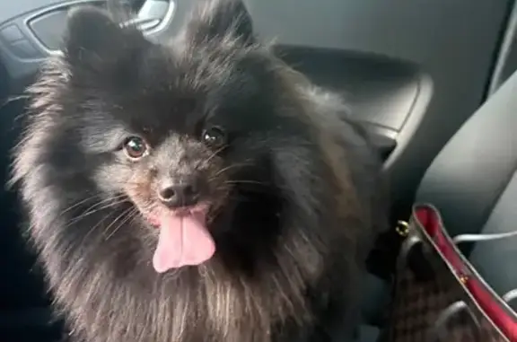 Perro encontrado, macho, Carre...