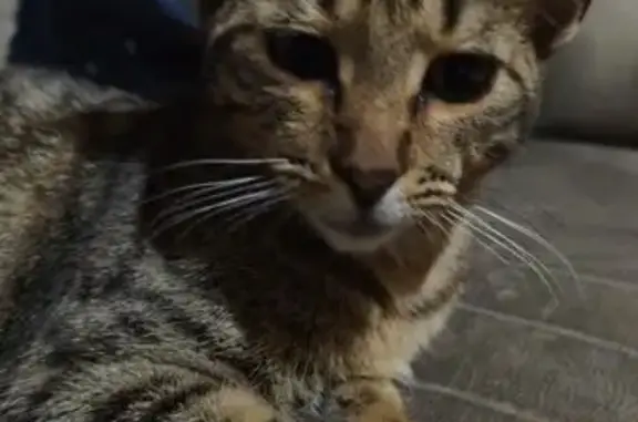 Gato encontrado Sevilla, foto: Gato encontrado, Calle Tres Forcas, 13, Sevilla — atigrado gris y marrón