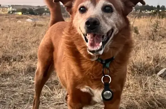 Perro perdido, Diseminado Ds Tejar Lagero, 7, Valverde del Camino, Huelva — tiene 13 años - photo