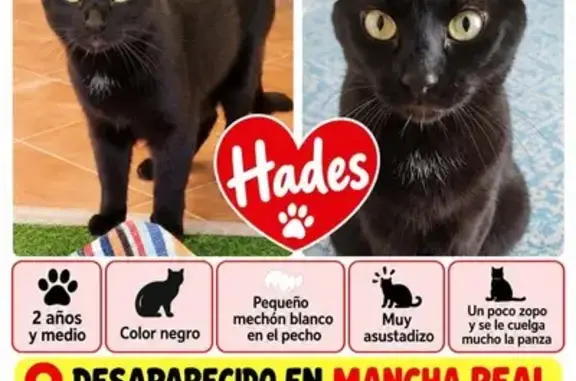 Gato perdido macho, Calle San Francisco, 112, Mancha Real, Jaen — muy asustadizo - photo