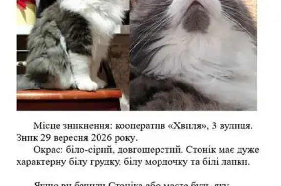 Зникла кішка, Пухівка, Київська область, Пухівка — довгошерстий самець із білою грудкою - photo
