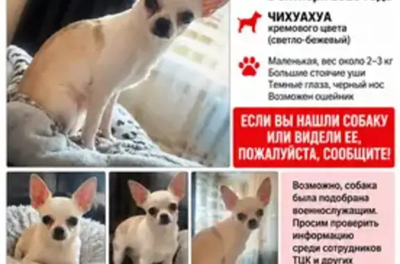Зникла собака, Харків — чоловіка затримали, собаку відібрали - photo