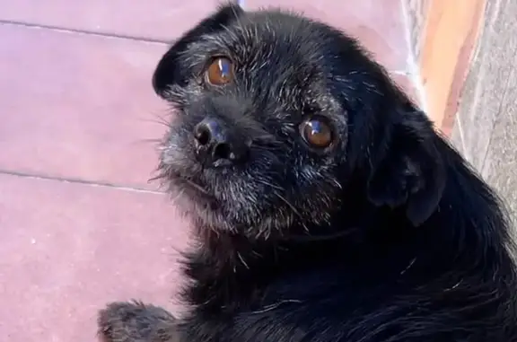 Perro perdido, Tacoronte, Canarias, Tacoronte — cicatriz en la ceja izquierda - photo