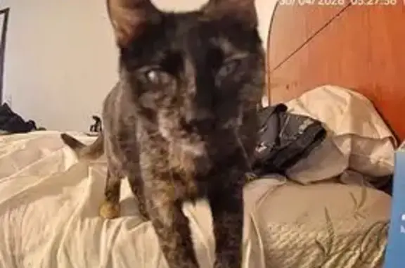 Lost cat, Snead Drive, 29010,...