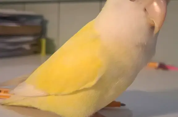 Amarillo, macho, de unos 15 cm de tamaño, muy manso y acostumbrado a las personas.