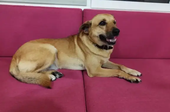 Musya pesa aproximadamente 18 kg. Es de color rojizo, tiene un solo ojo y una pequeña mancha negra en la cola. Lleva un collar rosa muy llamativo con una placa con código QR. Es una perra muy buena, cariñosa y nada agresiva. Puede estar asustada o desorientada. Si alguien la ve o la ha encontrado, por favor, que contacte conmigo inmediatamente.