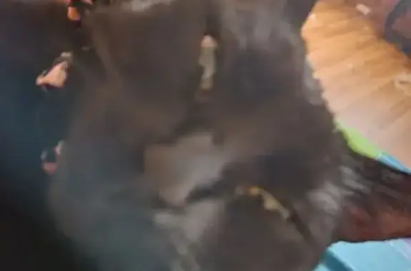Lost female cat, Muncie, Indiana, Indianapolis — black coat and pink collar - photo