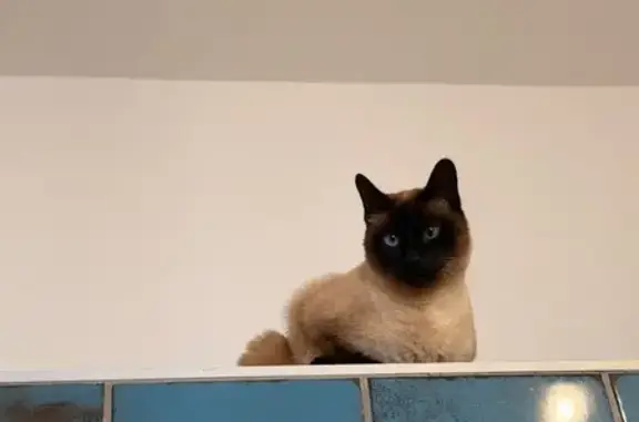 Lost cat, Ocean View Drive, 8, Cape Town — friendly male with blue eyes - photo