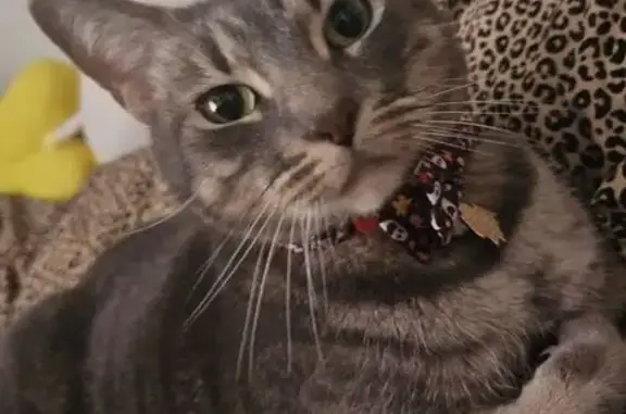 Lost male cat, Berkshire Circle, 2877, Buenaventura Lakes — wearing a Halloween bow tie - photo