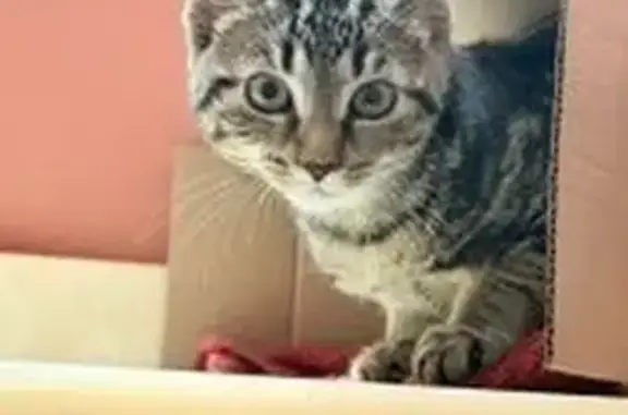 Found cat Revere, photo: Found cat, Steeple Street, 33, Revere — friendly, young-looking