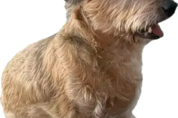 Lost female dog, Prairie Creek Drive, 100, Kechi — brown and tan dachshund/terrier mix - photo
