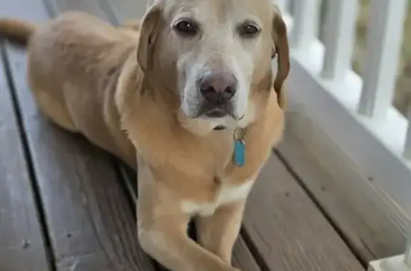 Lost dog, Old Courthouse Road, 9542, Vera, Vera — male yellow Lab-type - photo