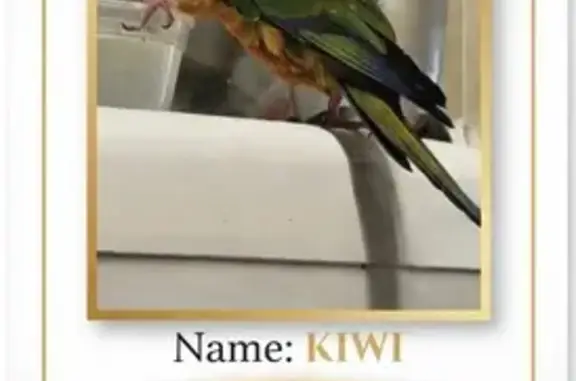 Lost bird, Main Street, 9404,...