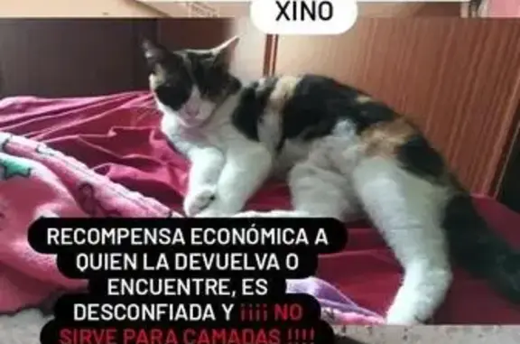 Gato perdido, hembra, Plaza Piletas, 1A, Punta Umbría, Huelva — pequeña mancha negra en la nariz - photo