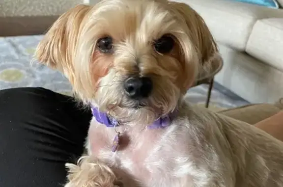 Missing dog Broken Arrow, photo: Lost dog, West Van Buren Court, 2613, Broken Arrow — female, no collar