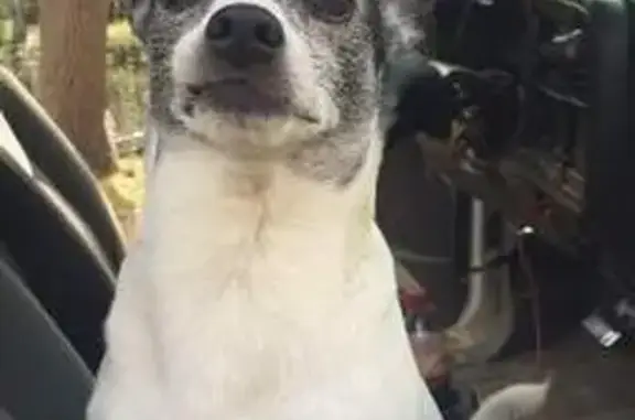Missing dog Arlington, photo: Lost male dog, Irvington, Alabama, Arlington — small white-and-black senior terrier mix
