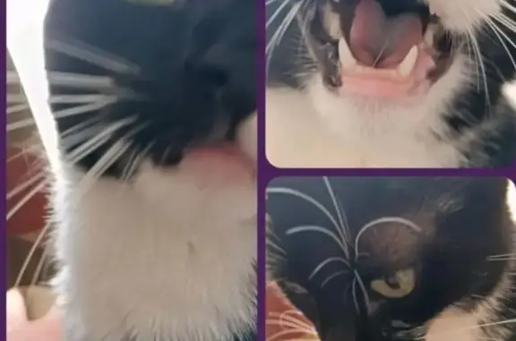 Gato perdido, Avinguda de la Generalitat, Santa Coloma de Gramenet, Pozuelo de Alarcon — hembra pequeña de pelo corto - photo