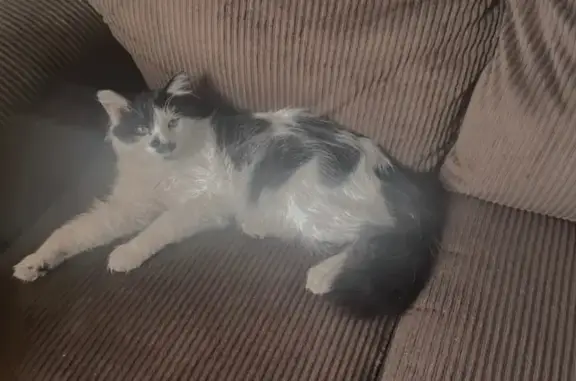 Lost cat, Dyer Street, El Paso — male with a black beard and mustache - photo