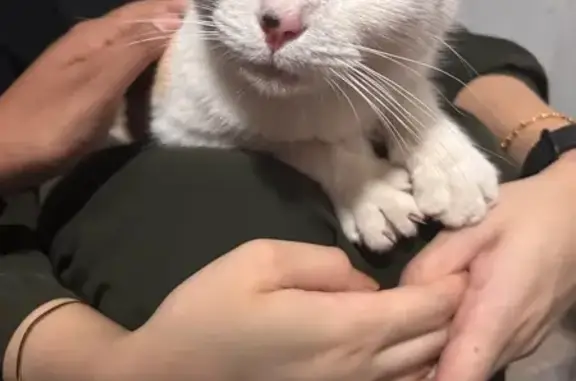 Found cat, Norman Road, Smethw...