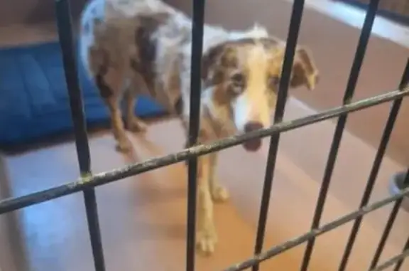 Found dog Gilbert, photo: Found dog, East Pecos Road, 945, Gilbert — wet but very friendly