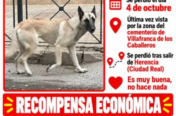 Perro perdido (hembra), Calle Cristo, 61, Villafranca de los Caballeros, Alcazar de San Juan — dócil y cariñosa - photo