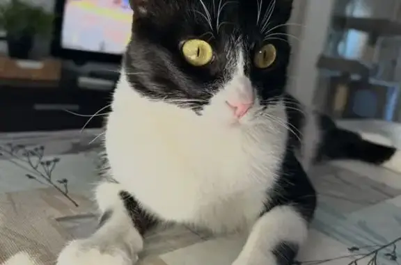 Gatos perdidos, Sevilla, foto: Gato perdido macho, Calle Francisco Elías Riquelme, Sevilla — muy asustadizo y con chip