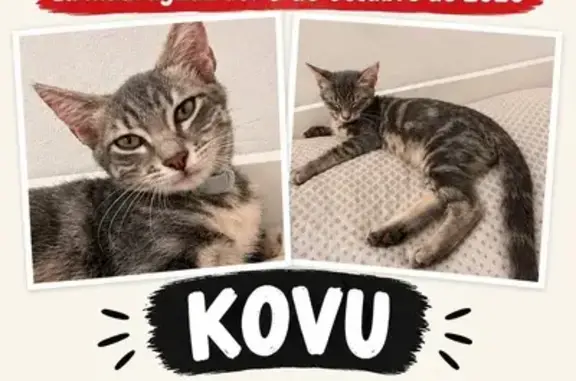 Gato perdido, Passatge Siri, 16, Palma — macho de ojos verdes - photo