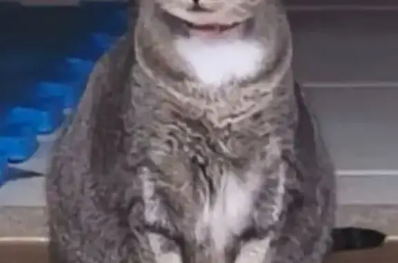 Perdido gato fêmea, Avenida Joaquim Alves Corrêa, 4839 — manchas brancas no peito e nas patas - photo