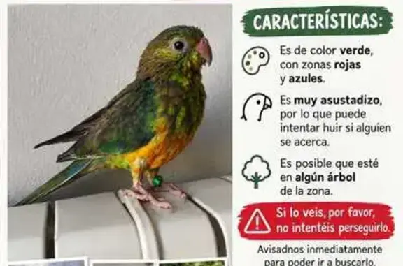 Ave perdida macho, Carrer de Sant Isidre, 107, Sabadell — verde con zonas rojas y azules - photo