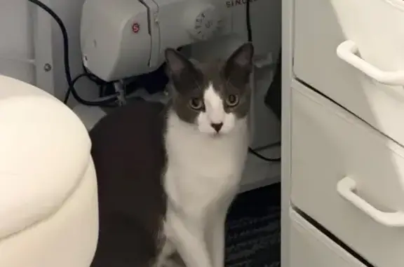 Lost pets Randwick, photo: Lost cat, female, Rose Valley Way, 15, City of Sydney, Randwick — domestic shorthair