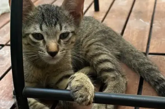 Gato perdido, Calle Relámpago, 24, Cancún — macho atigrado - photo