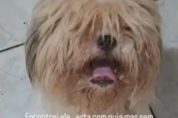 Cachorro encontrado macho, Rua...