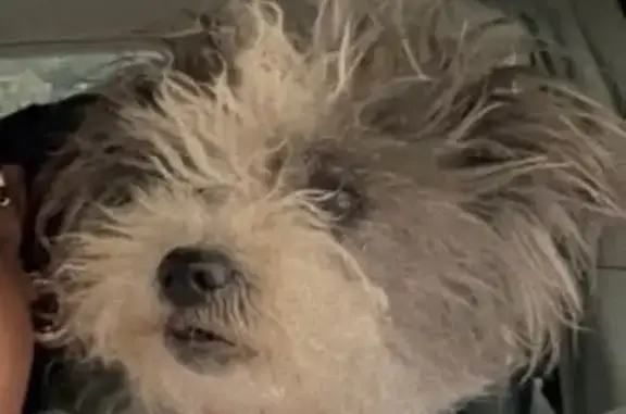 Lost dog, Seebolt Drive, 7809, Louisville — female, almost blind - photo