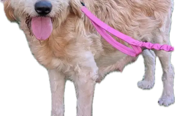 Missing dog Temecula, photo: Lost dog, Lone Pine Drive, 46360, Temecula, Temecula — female with shaggy cream-colored hair