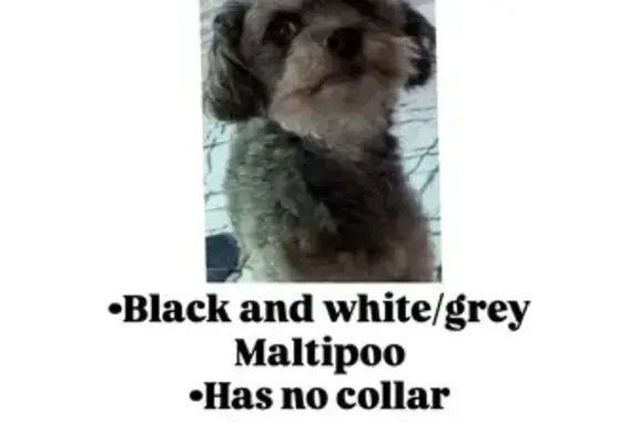 Lost dog, Pacina Drive, 2063, San Jose — grey/black male Maltipoo - photo