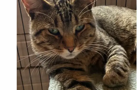 Lost cat, Marlowe Drive, 1168, Clarksville — male brown tabby - photo