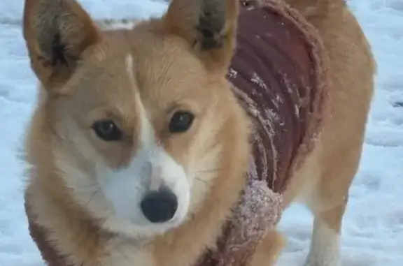 Lost dog, Emerald Drive, 141, Louisville — female corgi - photo