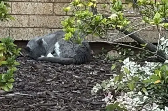 Found cat Chapel Hill, photo: Found cat, Lenoir Drive, 36, Chapel Hill — gray with white spots