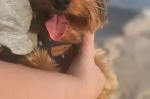Tiene chip arnés y collar anti pulgas gris