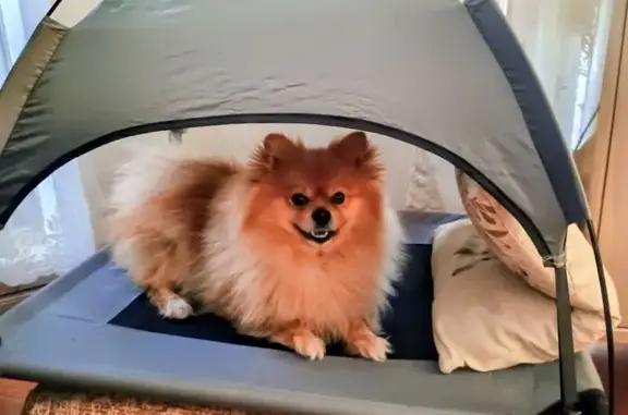 Lost pets Blacktown, photo: Lost Dog, Prospect Highway, Sydney, Blacktown — male brown Pomeranian