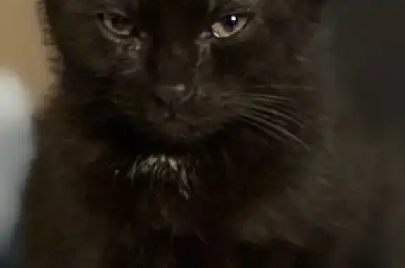 Lost cat, Stuart Road, 4937, Denton — male with black coat and white chest - photo
