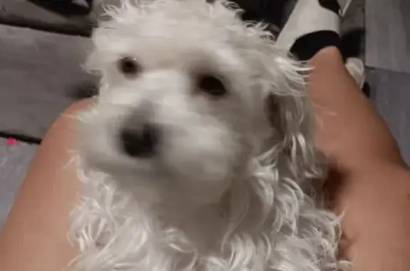 Lost dog, West Montebello Avenue, 3216, Phoenix — male with curly tan hair - photo