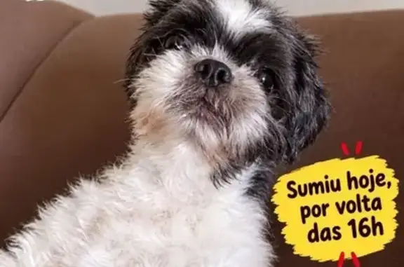 Cachorro perdido, Mairinque, São Paulo — fêmea, branca e preta e amorosa - photo