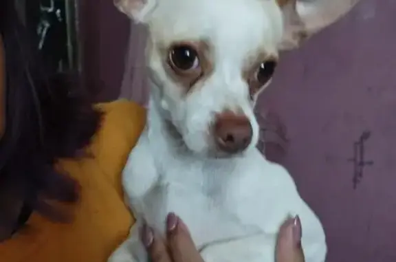 Perros perdidos, Venustiano Carranza, foto: Perro perdido, Volcán Chacahua, 1, Ciudad de México, Venustiano Carranza — blanco con manchas café claro