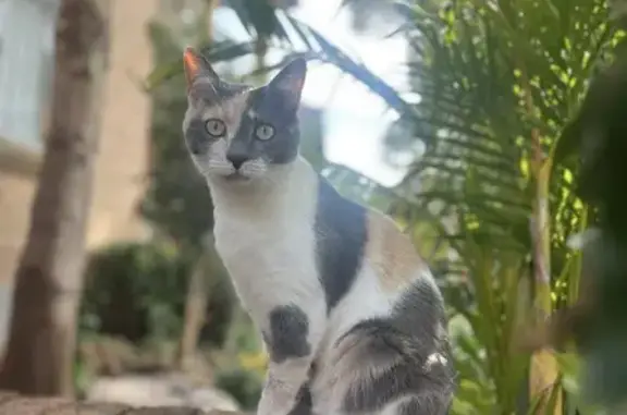 Lost pets Sydney, photo: Lost female cat, Byrnes Street, 29, Bayside Council, Mascot — calico colouring