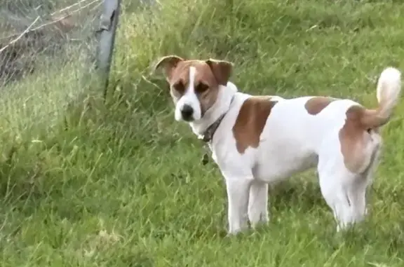 Lost pets Hornsby Shire, photo: Lost Dog, Peebles Road, 36-38, Hornsby, Hornsby Shire — male Jack Russell