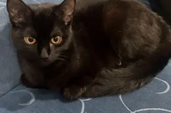 Lost female cat, Mayfair Drive, Adelaide, Angle Vale — black and 6 months old - photo